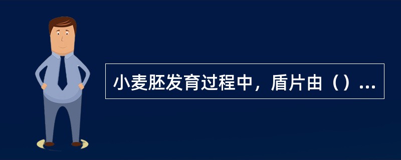 小麦胚发育过程中，盾片由（）发育而来。