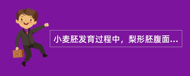 小麦胚发育过程中，梨形胚腹面出现一个凹沟，在形态上将梨形胚分为（）。