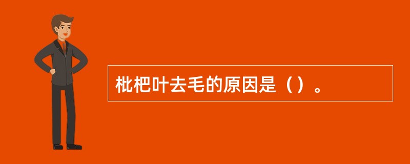 枇杷叶去毛的原因是（）。