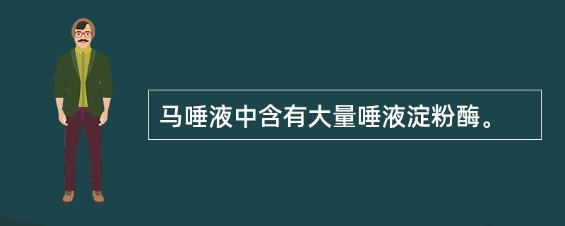 马唾液中含有大量唾液淀粉酶。