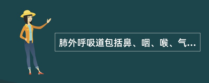 肺外呼吸道包括鼻、咽、喉、气管和（）。