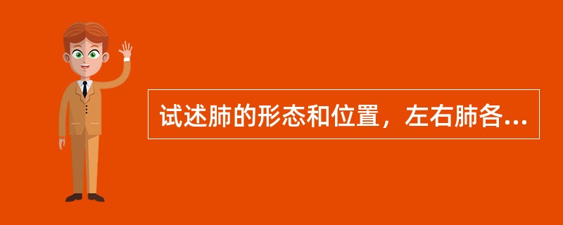 试述肺的形态和位置，左右肺各分哪几叶？什么叫做肺段？