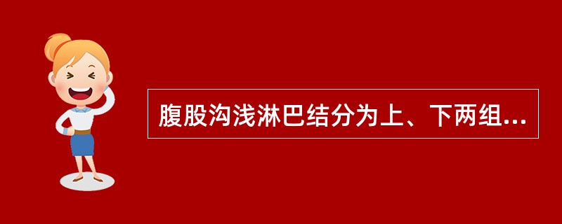 腹股沟浅淋巴结分为上、下两组。()