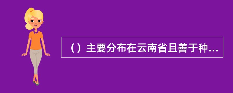 （）主要分布在云南省且善于种茶。