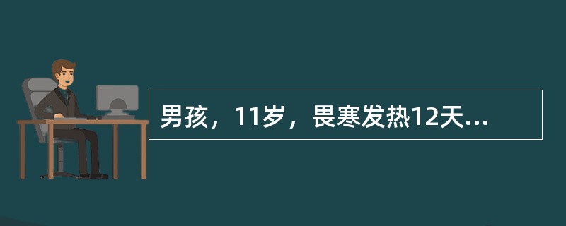 男孩，11岁，畏寒发热12天，伴头痛，纳差，轻度咳嗽，偶有恶心。近2天便秘。体检：体温39.5℃，热性面容，神萎，心率100次／分，双肺呼吸音稍粗，腹略胀，肝肋下2.5cm，脾肋下5cm，血压16／9