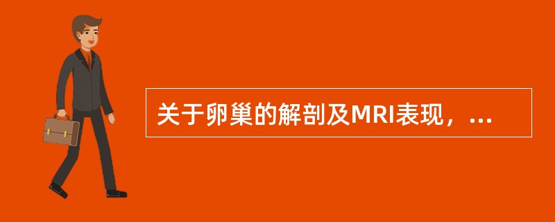 关于卵巢的解剖及MRI表现，正确的是