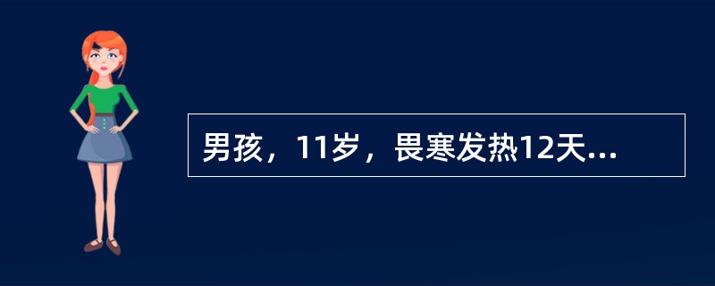 男孩，11岁，畏寒发热12天，伴头痛，纳差，轻度咳嗽，偶有恶心。近2天便秘。体检：体温39.5℃，热性面容，神萎，心率100次／分，双肺呼吸音稍粗，腹略胀，肝肋下2.5cm，脾肋下5cm，血压16／9