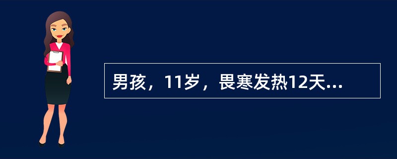 男孩，11岁，畏寒发热12天，伴头痛，纳差，轻度咳嗽，偶有恶心。近2天便秘。体检：体温39.5℃，热性面容，神萎，心率100次／分，双肺呼吸音稍粗，腹略胀，肝肋下2.5cm，脾肋下5cm，血压16／9