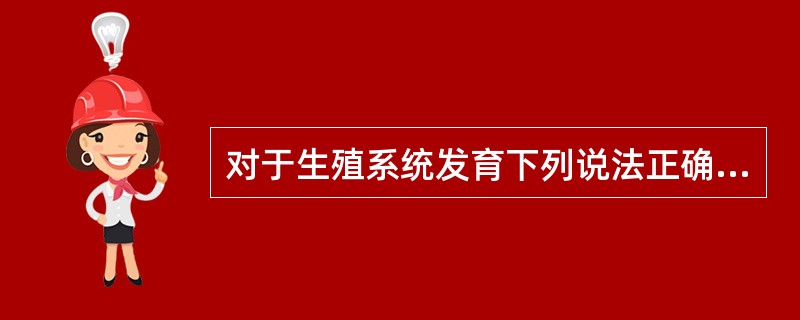 对于生殖系统发育下列说法正确的是