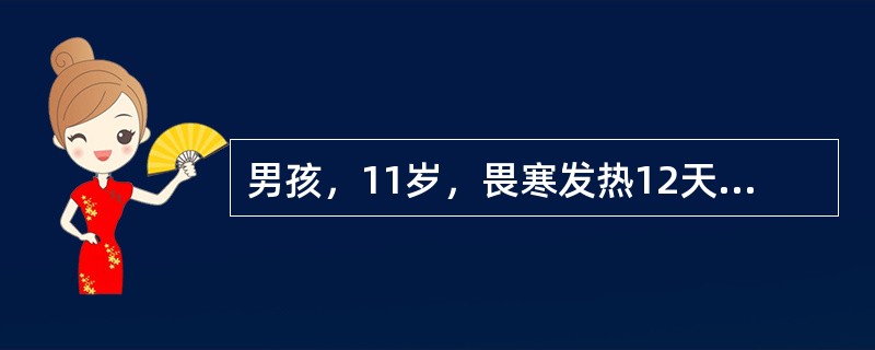 男孩，11岁，畏寒发热12天，伴头痛，纳差，轻度咳嗽，偶有恶心。近2天便秘。体检：体温39.5℃，热性面容，神萎，心率100次／分，双肺呼吸音稍粗，腹略胀，肝肋下2.5cm，脾肋下5cm，血压16／9