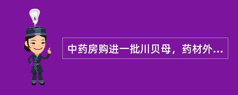 中药房购进一批川贝母，药材外层二片磷叶呈"怀中抱月"形，顶端闭合。这种川贝母习称