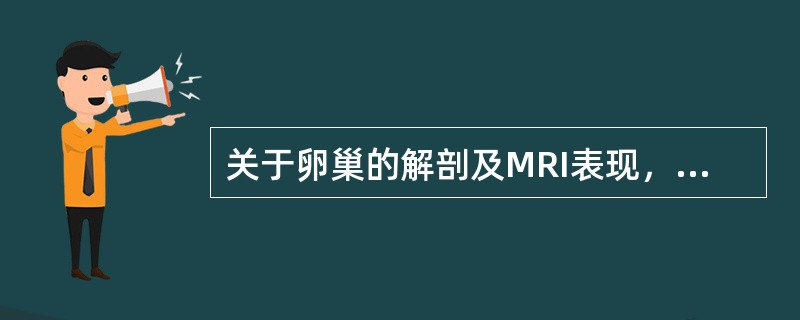 关于卵巢的解剖及MRI表现，正确的是