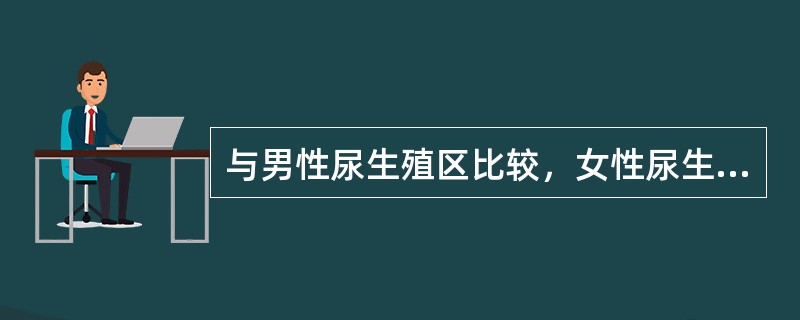 与男性尿生殖区比较，女性尿生殖区 ( )