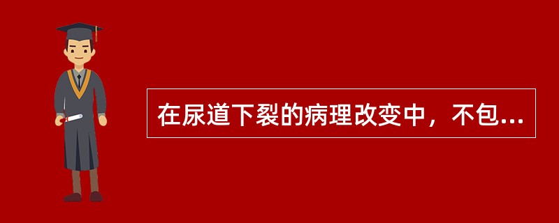 在尿道下裂的病理改变中，不包括下列哪一项