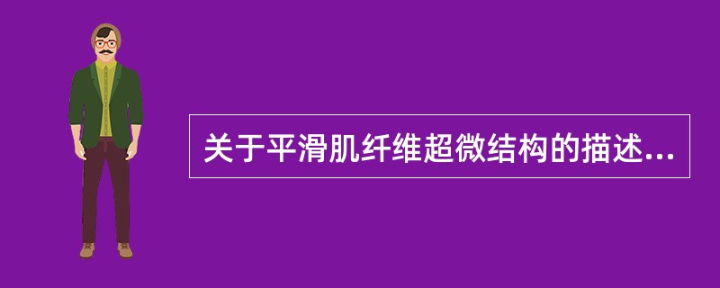 关于平滑肌纤维超微结构的描述，错误的是