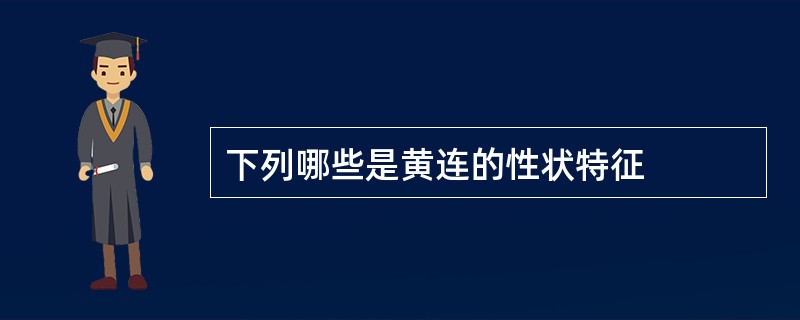 下列哪些是黄连的性状特征