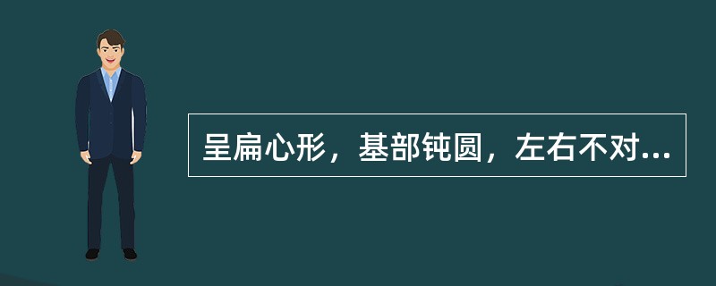 呈扁心形，基部钝圆，左右不对称，味苦的药材是