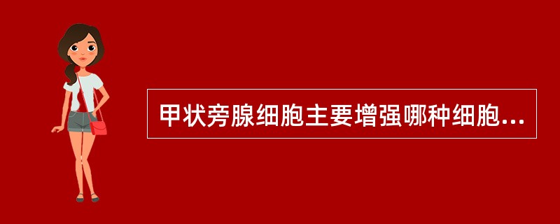 甲状旁腺细胞主要增强哪种细胞的功能