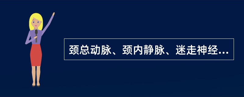 颈总动脉、颈内静脉、迷走神经位于()