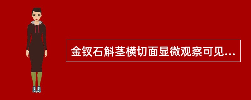 金钗石斛茎横切面显微观察可见中柱维管束为