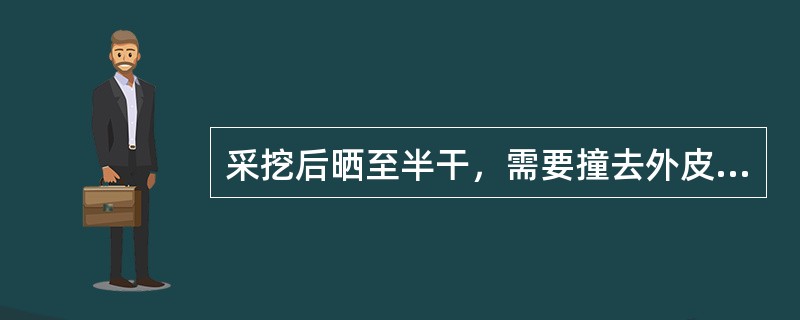 采挖后晒至半干，需要撞去外皮的药材是