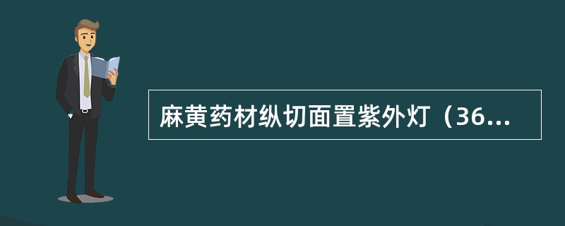 麻黄药材纵切面置紫外灯（365nm）下观察可见