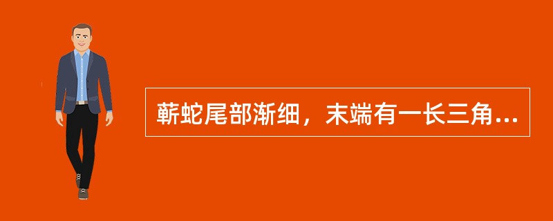 蕲蛇尾部渐细，末端有一长三角形角质鳞片，习称