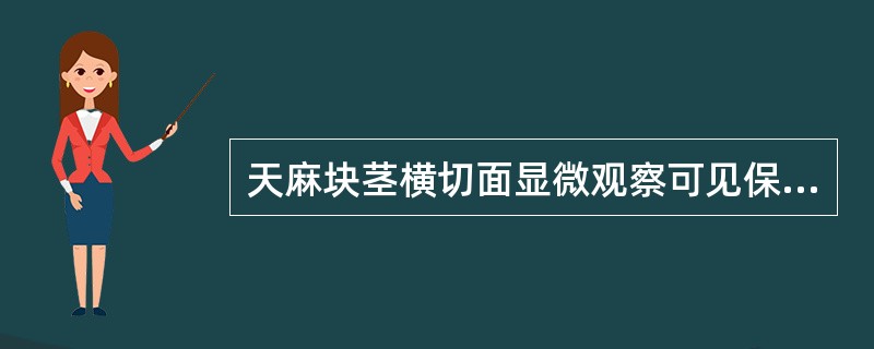 天麻块茎横切面显微观察可见保护组织是