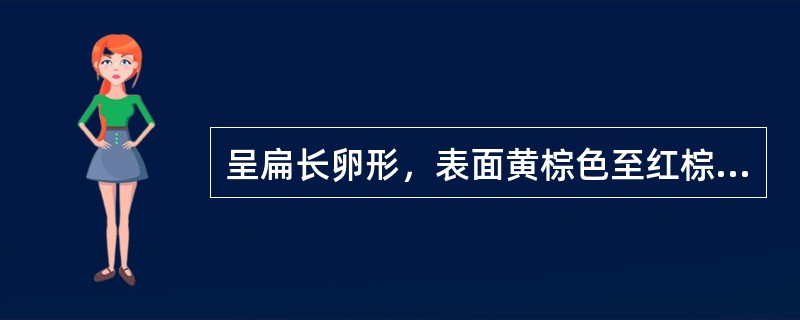 呈扁长卵形，表面黄棕色至红棕色，一端尖，中部膨大，基部钝圆而稍偏斜，边缘较薄的药材是