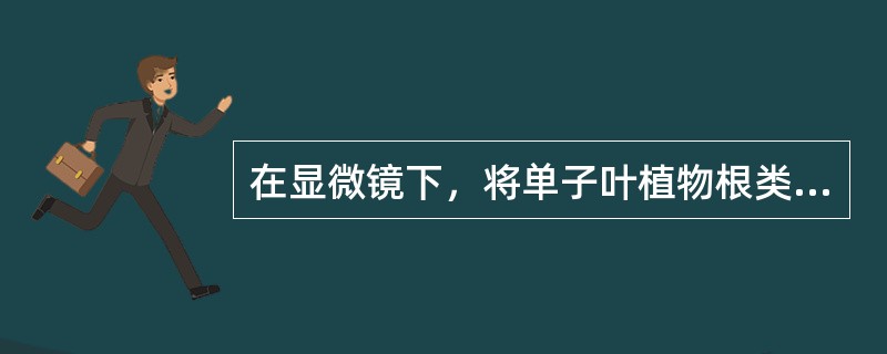 在显微镜下，将单子叶植物根类药材横切面分为内外两部分的通常是