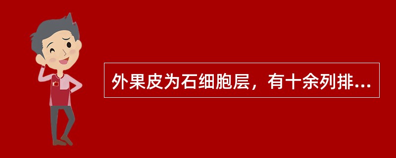 外果皮为石细胞层，有十余列排列紧密的石细胞构成的药材为