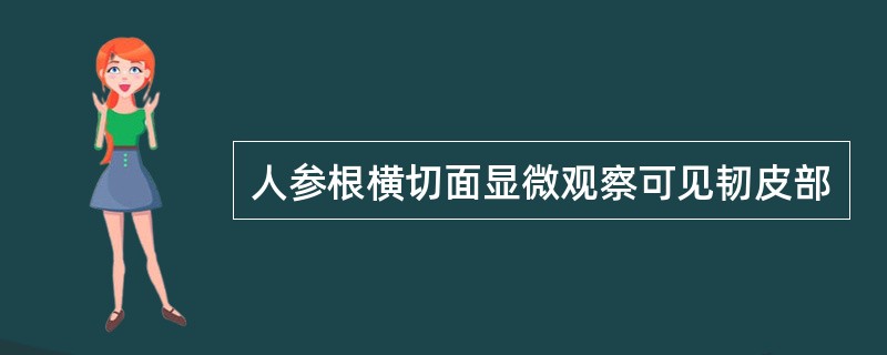 人参根横切面显微观察可见韧皮部