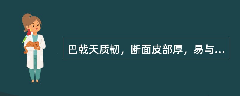 巴戟天质韧，断面皮部厚，易与木部剥离，呈现（）。