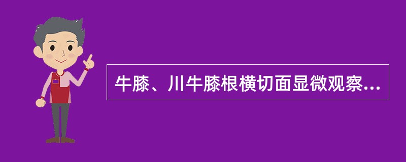 牛膝、川牛膝根横切面显微观察可见异型维管束呈