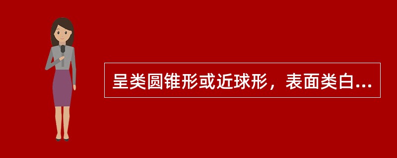 呈类圆锥形或近球形，表面类白色。外层鳞叶2瓣，大小悬殊，大瓣紧抱小瓣，未抱部分呈新月形，习称"怀中抱月"，该药材为（）。
