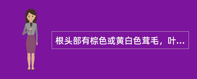 根头部有棕色或黄白色茸毛，叶片呈倒披针形，边缘浅裂或羽状深裂的药材是