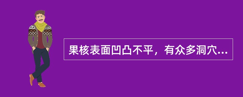 果核表面凹凸不平，有众多洞穴及网状纹理的药材是