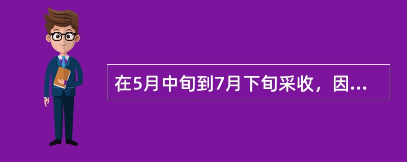 在5月中旬到7月下旬采收，因为过时会骨化的为