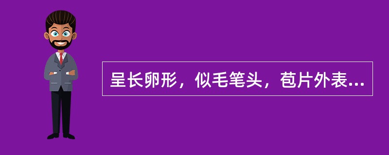 呈长卵形，似毛笔头，苞片外表面密被灰白色或灰绿色具光泽的长绒毛，气芳香，有此特征的花类药材是