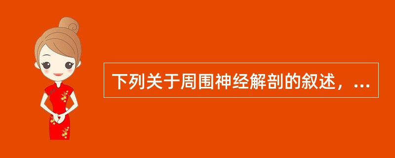 下列关于周围神经解剖的叙述，不恰当的是