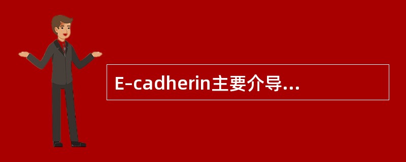 E–cadherin主要介导癌细胞与()黏附