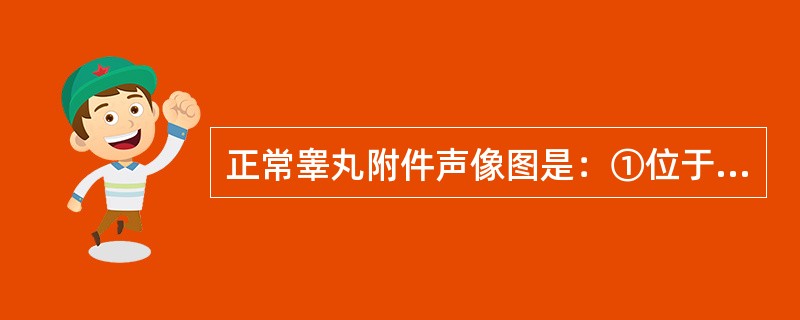 正常睾丸附件声像图是：①位于睾丸上、附睾头下方，附着于睾丸白膜上②位于睾丸下、附睾尾下方，附着于睾丸白膜下方③呈带蒂的卵圆形小体，回声略强于睾丸，大小0.5cm④不带蒂蚕豆形低回声小体，大小＞0cm（