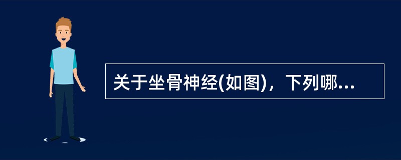 关于坐骨神经(如图)，下列哪一种说法是错误的()<img border="0" src="https://img.zhaotiba.com/fujian/20220