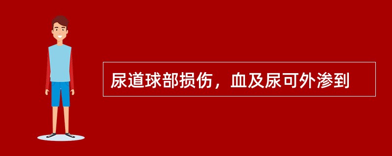 尿道球部损伤，血及尿可外渗到