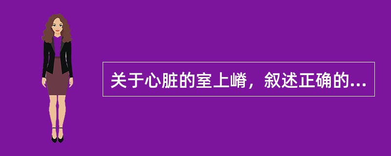 关于心脏的室上嵴，叙述正确的是（）