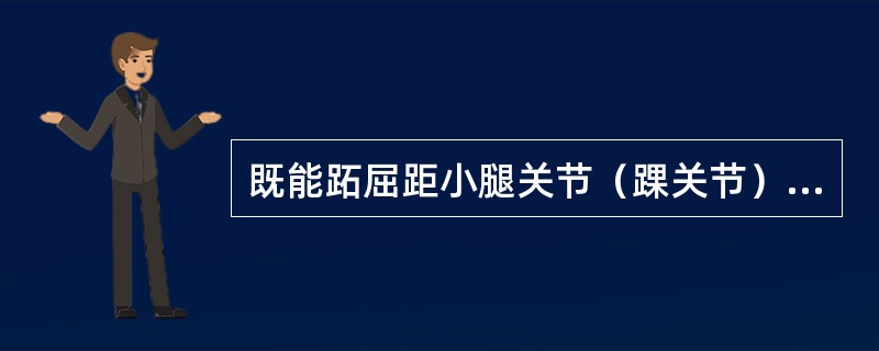 既能跖屈距小腿关节（踝关节）又能使足内翻的肌是