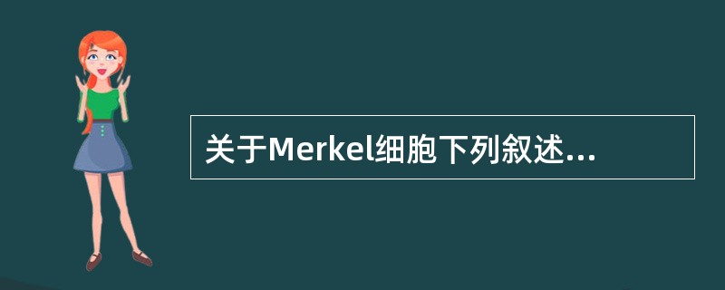 关于Merkel细胞下列叙述错误的是