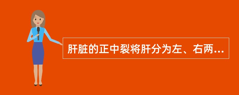 肝脏的正中裂将肝分为左、右两部分，左、右之比约