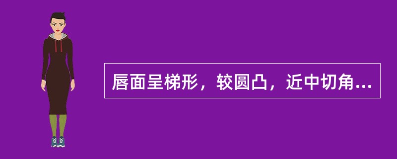 唇面呈梯形，较圆凸，近中切角似锐角，远中切角呈圆弧形，舌面窝较窄而深，该牙是A、