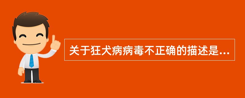 关于狂犬病病毒不正确的描述是A、可通过虫媒传播B、在中枢神经细胞胞浆内形成内基小